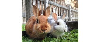 Czy królik to gryzoń?